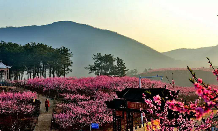 梦里桃花源—唐庄映山红生态观光采摘园